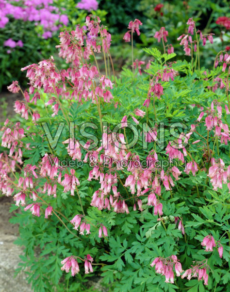 Dicentra formosa Dicentra formosa