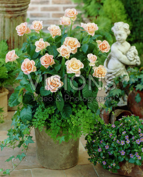 Rosa salmon