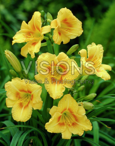Hemerocallis Black Eyed Stella Hemerocallis Black Eyed Stella