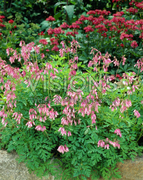 Dicentra formosa
