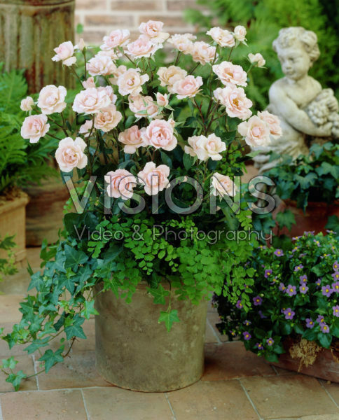 Rosa pink Rosa pink