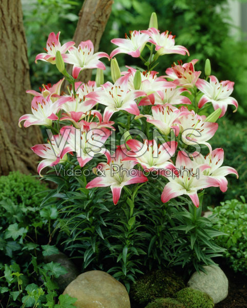 Lilium Lollypop