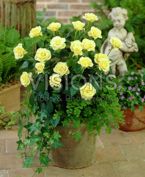Rosa yellow Rosa yellow