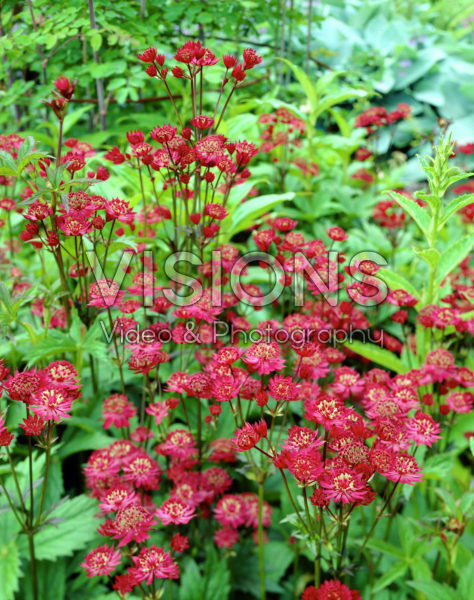 Astrantia major Ruby Wedding Astrantia major Ruby Wedding