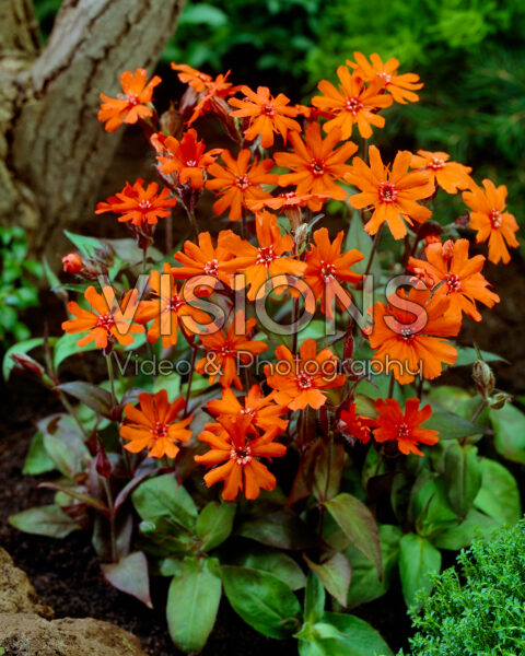 Lychnis arkwrightii Lychnis arkwrightii