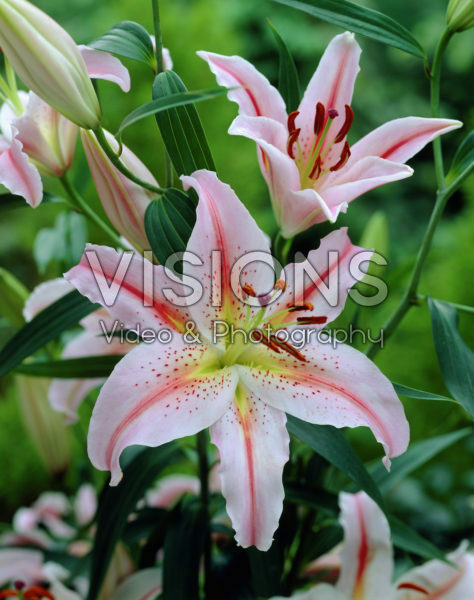 Lilium Berlin