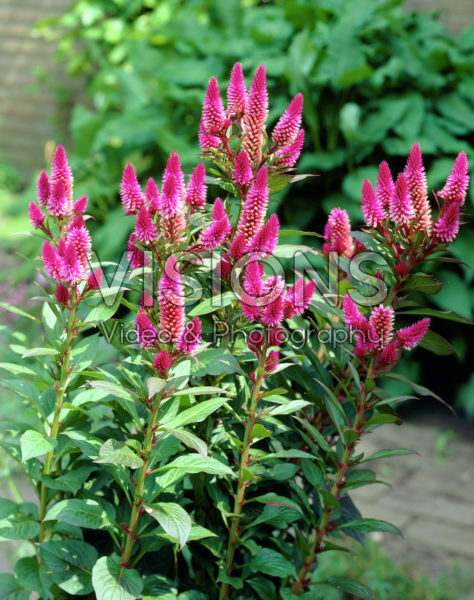 Celosia spicata Celosia spicata