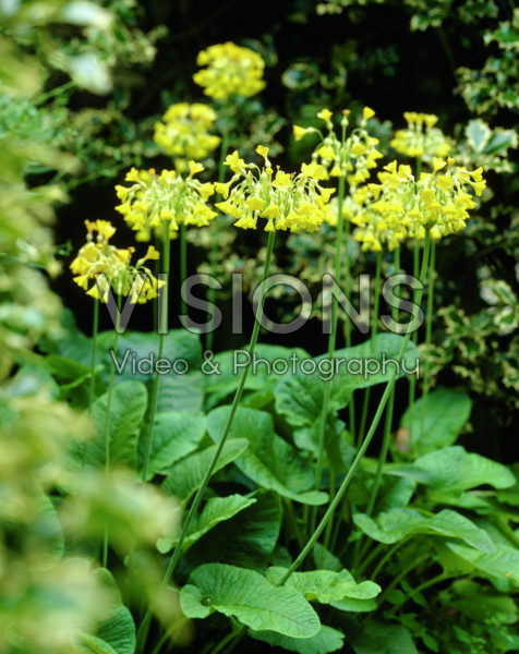 Primula florindae Primula florindae