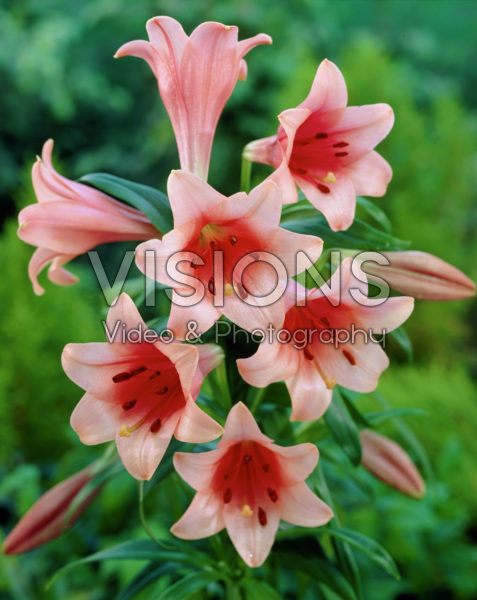 Lilium Casa Rosa Lilium Casa Rosa