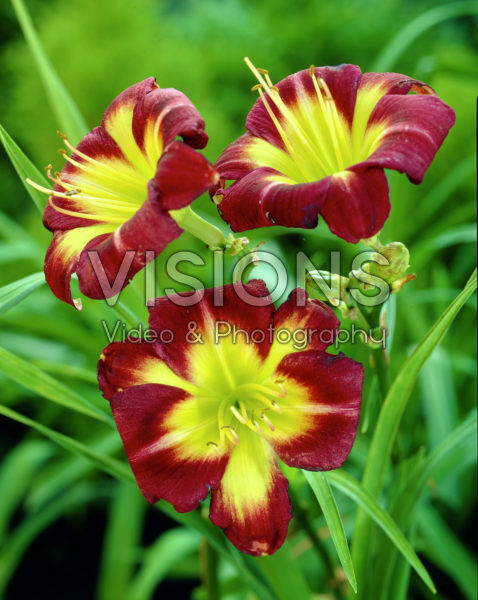 Hemerocallis Night Beacon Hemerocallis Night Beacon
