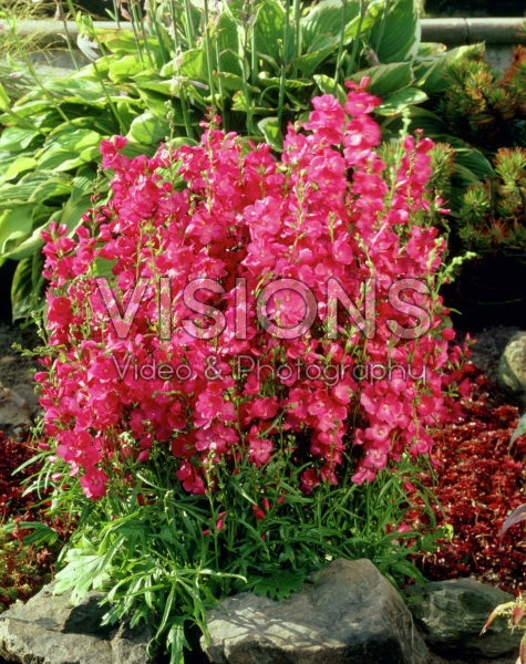 Sidalcea oregana Brilliant Sidalcea oregana Brilliant
