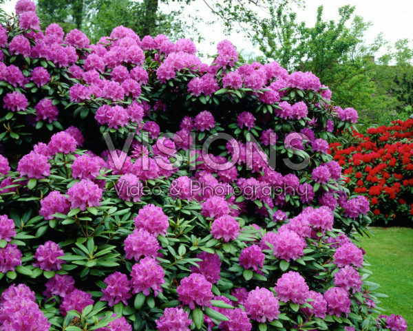 Rhododendron purple Rhododendron purple