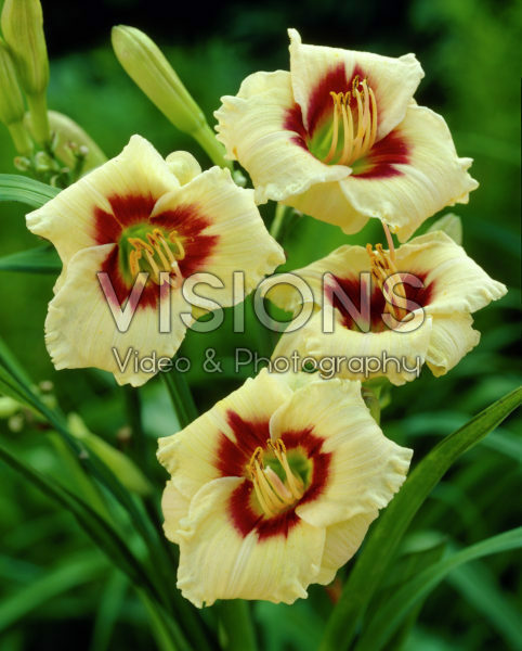 Hemerocallis Snowy Eyes