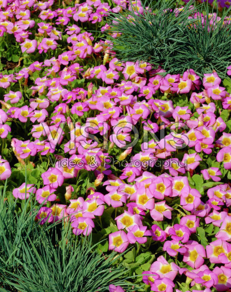 Oxalis depressa 