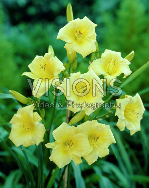 Hemerocallis Baby Witch Hemerocallis Baby Witch