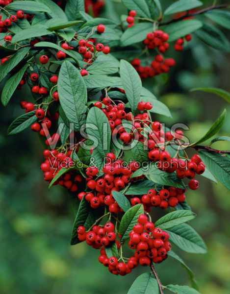 Cotoneaster watereri