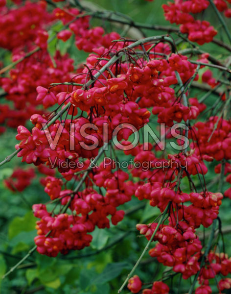 Euonymus Euonymus