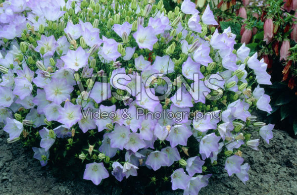Campanula carpatica