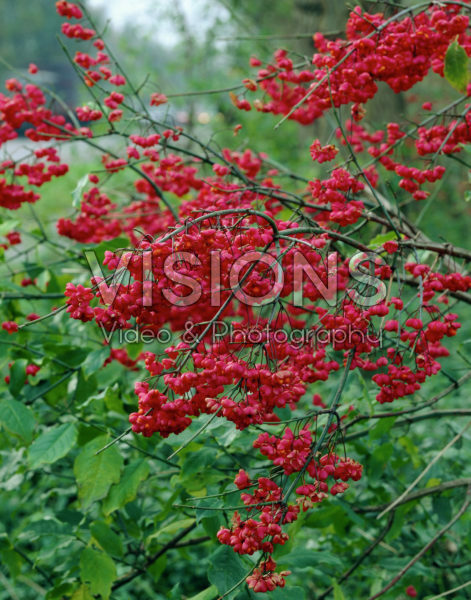 Euonymus 