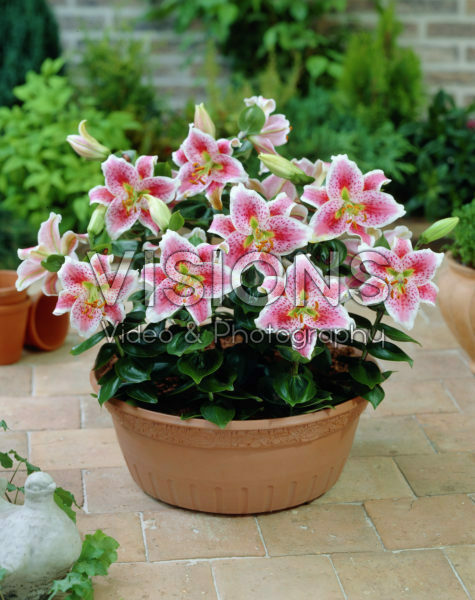 Lilium Mr. Sam