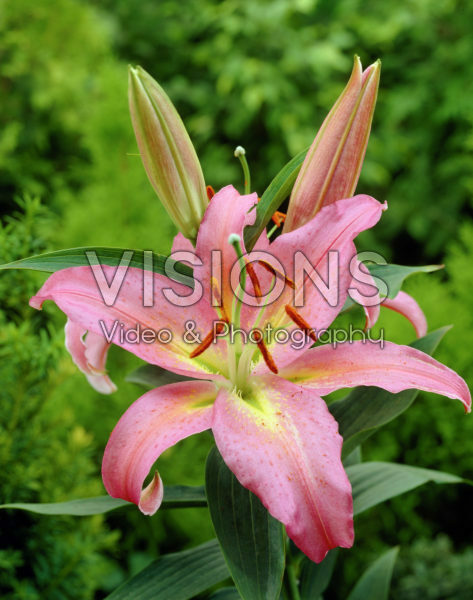 Lilium Pink Paradise Lilium Pink Paradise