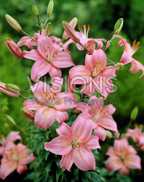 Lilium Monte Rosa Lilium Monte Rosa