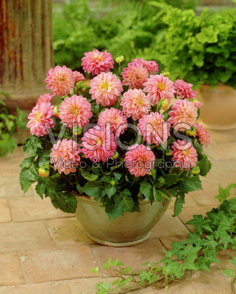 Dahlia Lisa Dahlia Lisa