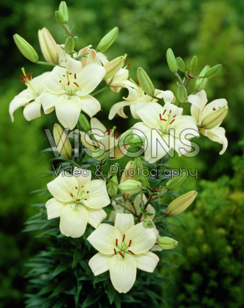 Lilium Roma Lilium Roma