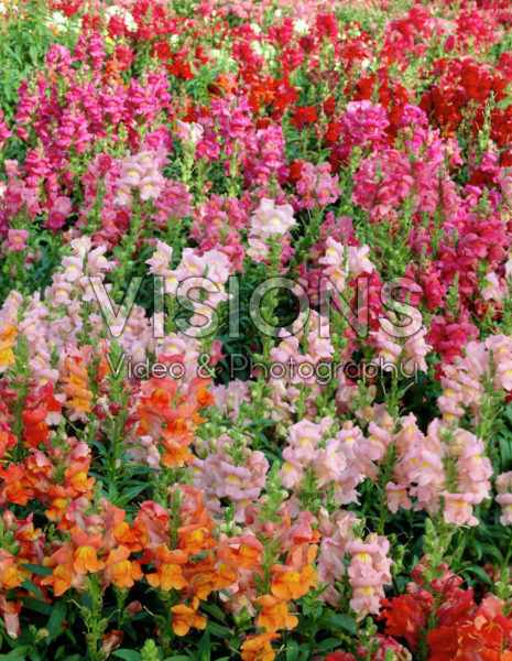 Antirrhinum majus mix Antirrhinum majus mix