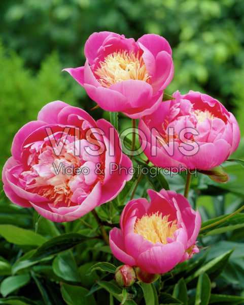 Paeonia Bowl of Beauty Paeonia Bowl of Beauty