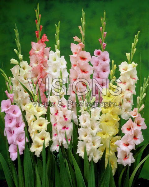 Gladiolus Pastel mixed Gladiolus Pastel mixed