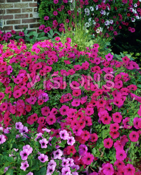 Petunia purple