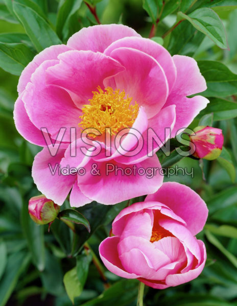 Paeonia Elisabeth Nourrissot Paeonia Elisabeth Nourrissot