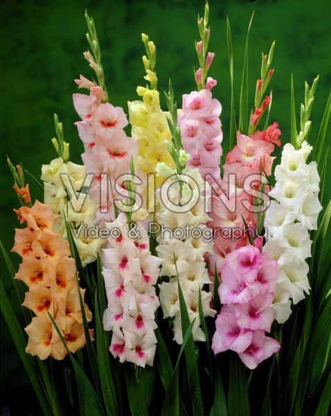 Gladiolus Pastel mixed Gladiolus Pastel mixed