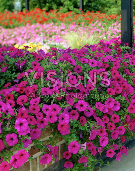 Petunia purple Petunia purple