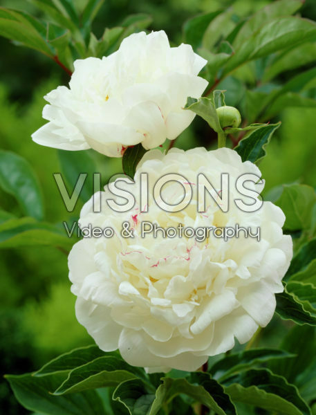 Paeonia Boule de Neige