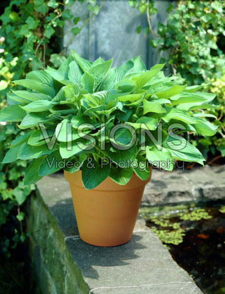 Hosta Fortunei Rugosa Hosta Fortunei Rugosa