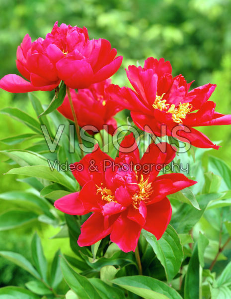 Paeonia William F. Turner Paeonia William F. Turner