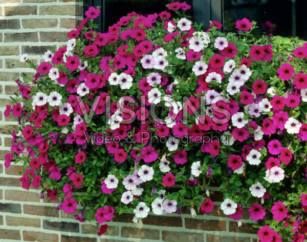 Petunia mixed Petunia mixed