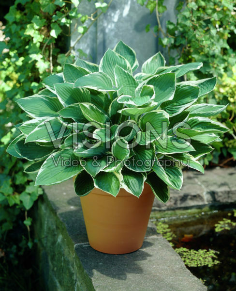Hosta Green Gold Hosta Green Gold