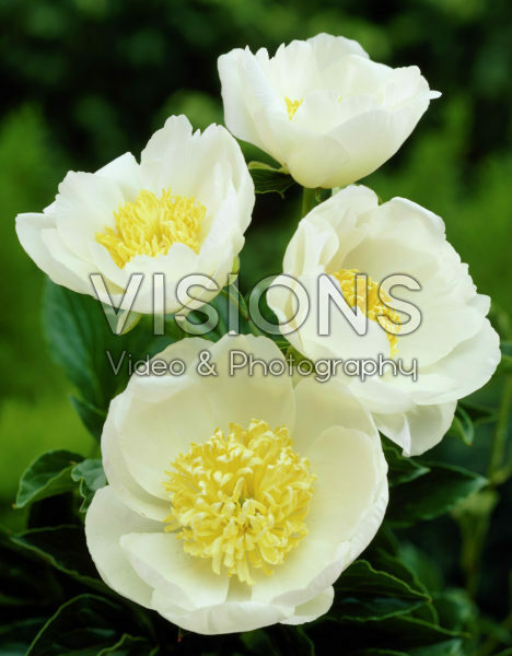 Paeonia Jan van Leeuwen Paeonia Jan van Leeuwen