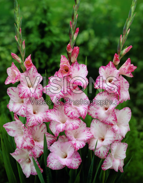 Gladiolus My Love Gladiolus My Love