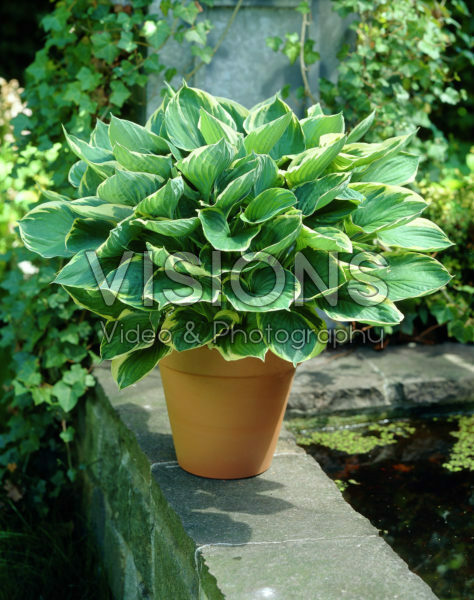 Hosta Aureomarginata Hosta Aureomarginata