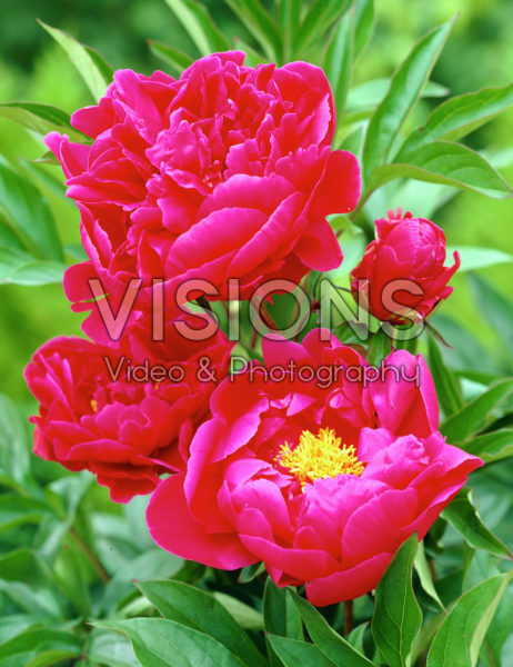 Paeonia Louis Van Houtte Paeonia Louis Van Houtte