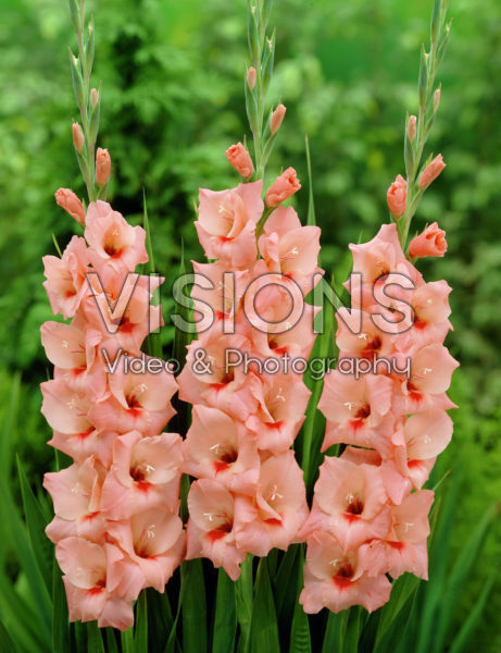 Gladiolus Lucky Number Gladiolus Lucky Number
