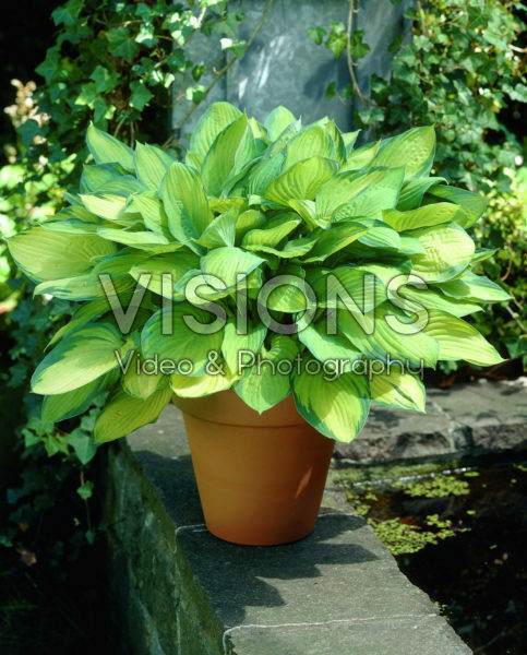 Hosta Gold Standard Hosta Gold Standard