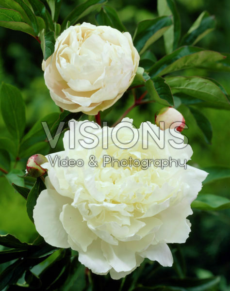 Paeonia Kelway's Glorious Paeonia Kelway's Glorious