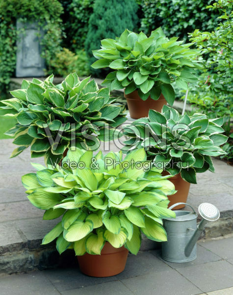 Hosta mixed