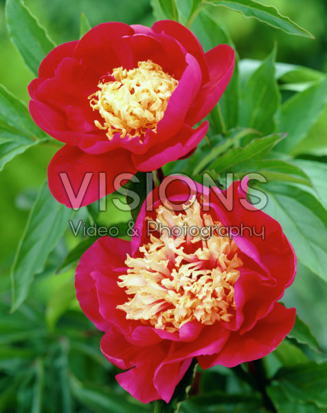 Paeonia Karen Gray Paeonia Karen Gray