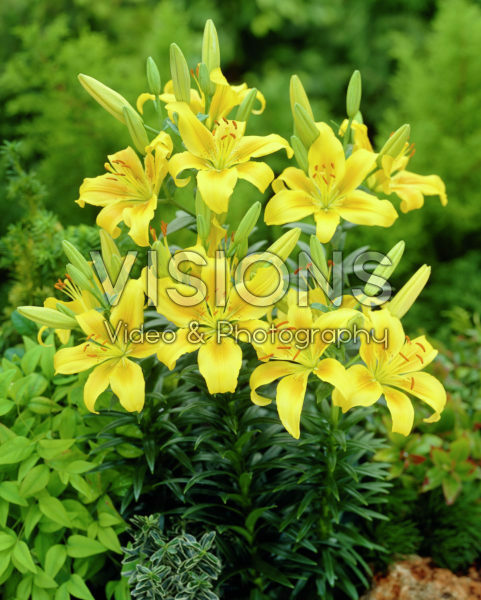 Lilium Dreamland Lilium Dreamland